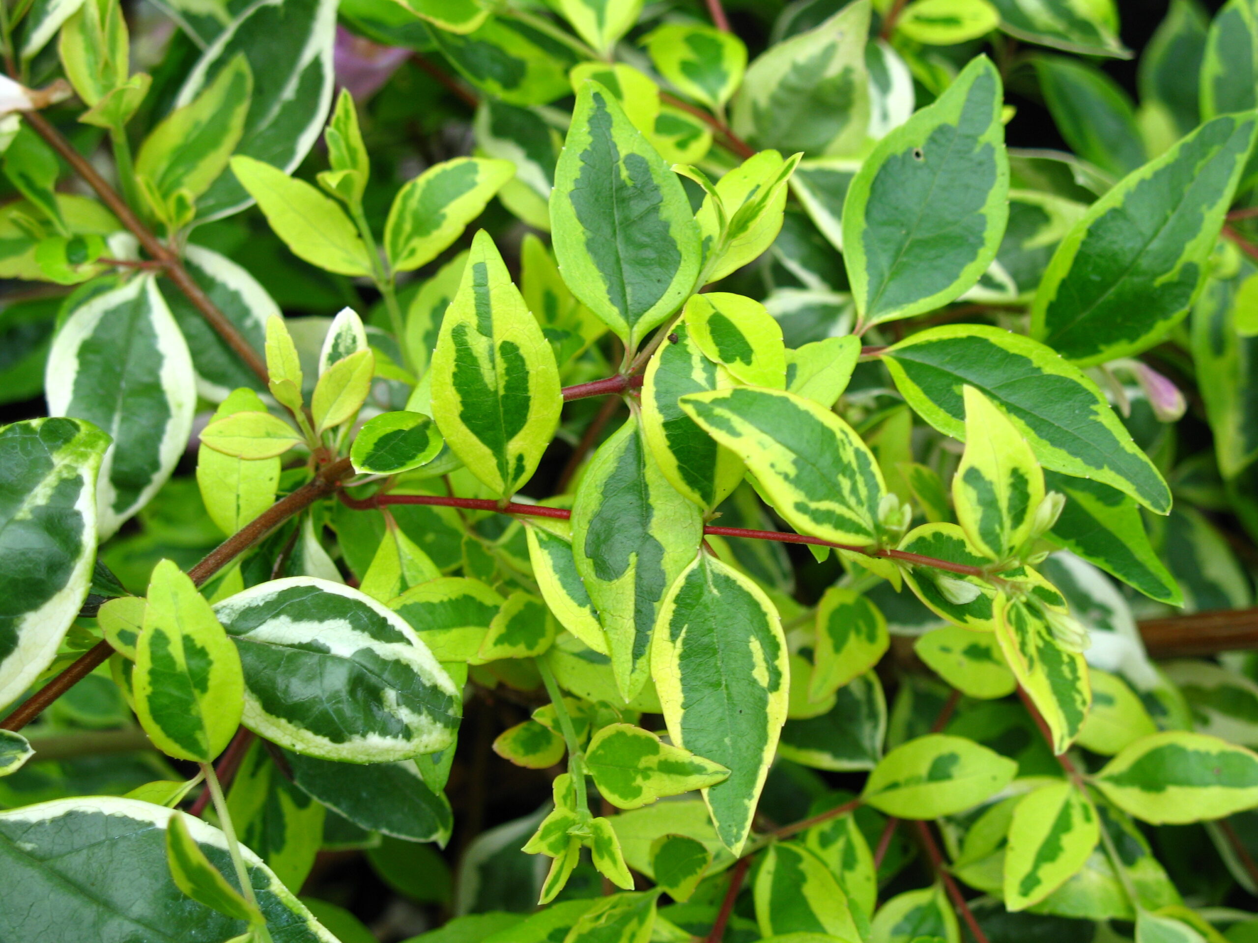 Abelia-Lady-Summerdream