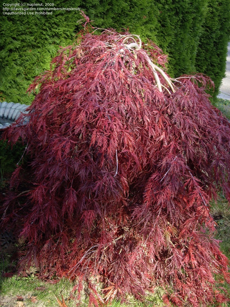 Acer-palmatum-Red-Dragon