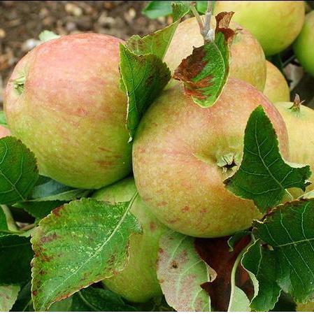 Apple-Allington-Pippin
