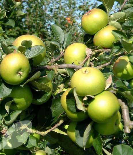 Apple-Bramley-Seedling