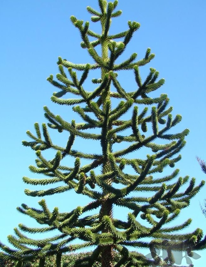 Araucaria_araucana