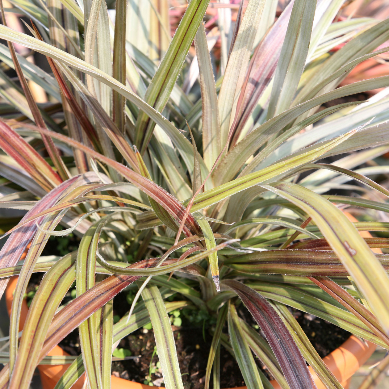 Astelia_nervosa_Westland_1