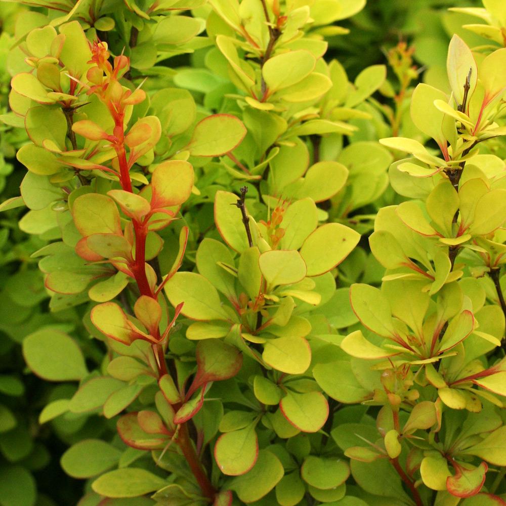 Berberis-thunbergii-Golden-Torch