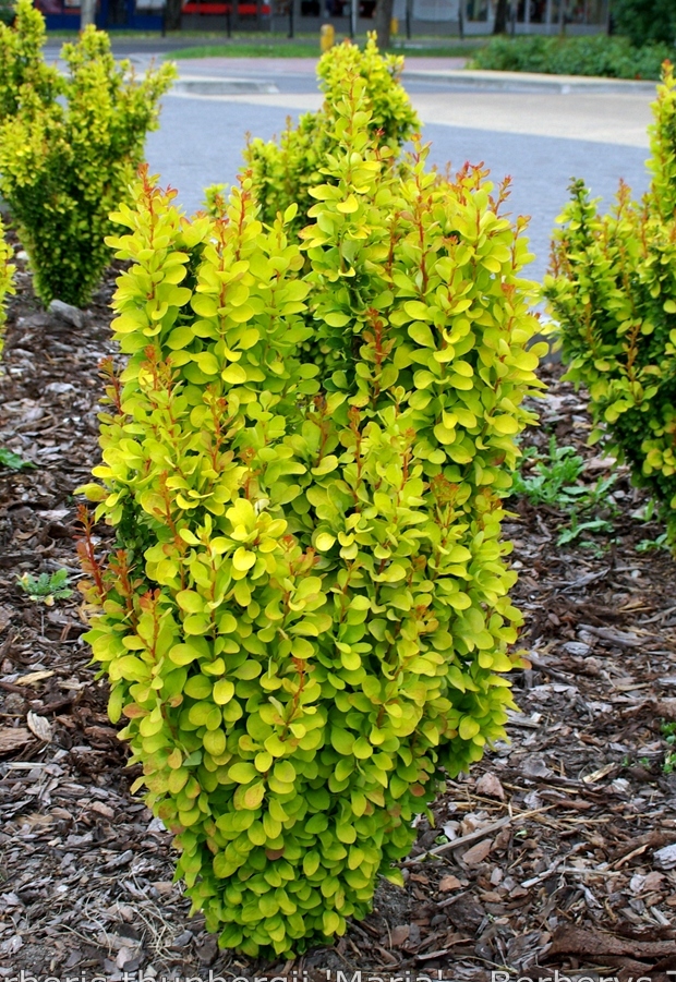 Berberis-thunbergii-Maria