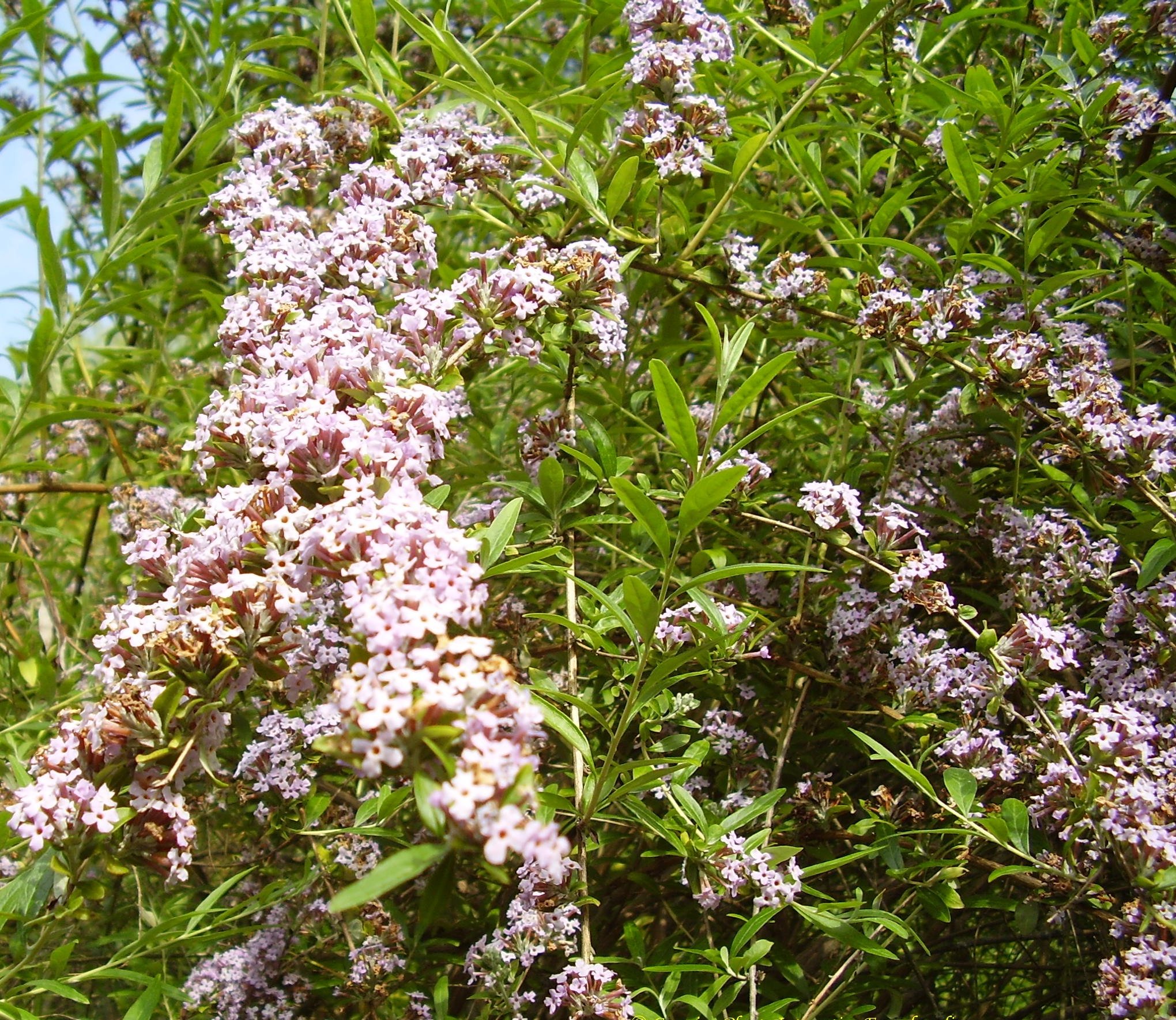 Buddleja-alternifolia
