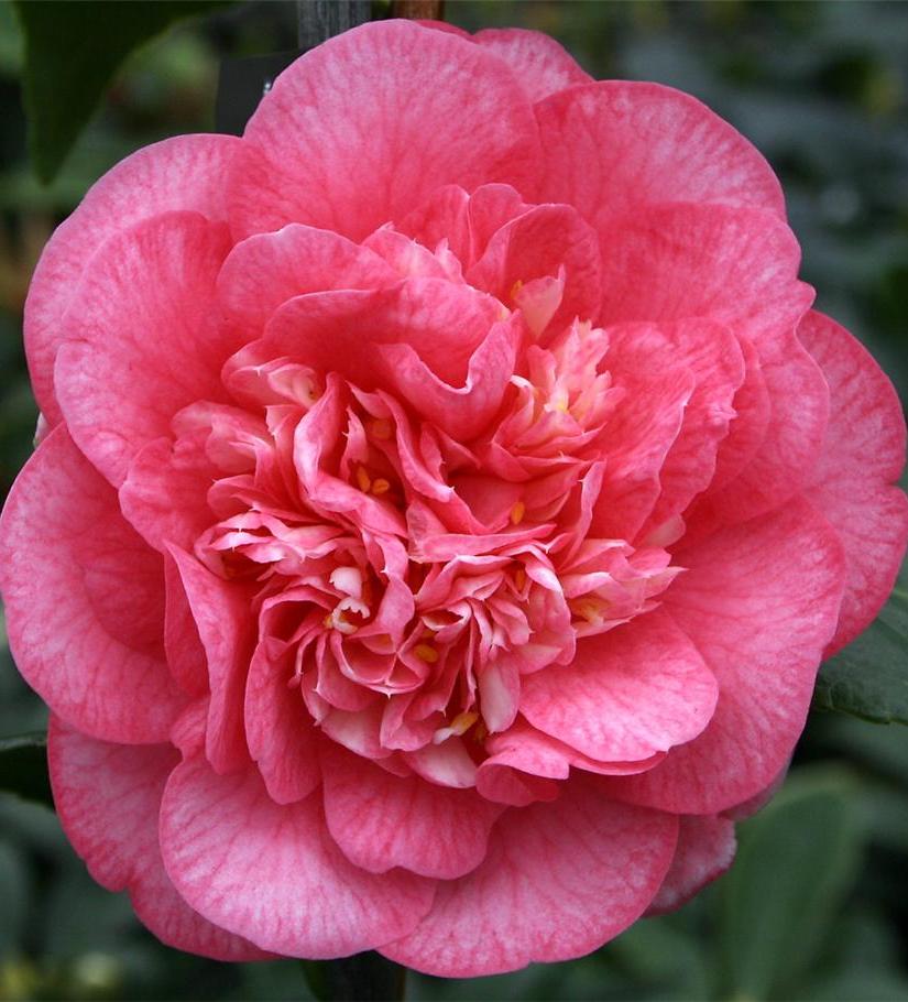 Camelia-can-can