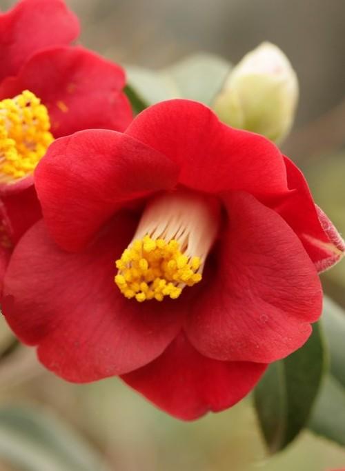 Camellia-japonica-Adeyaka