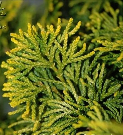 Chamaecyparis-Verdoni-1321021803