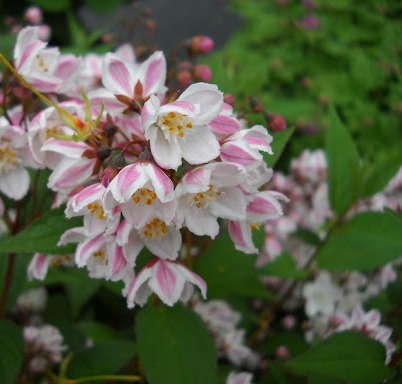 Deutzia-Kalmiflora