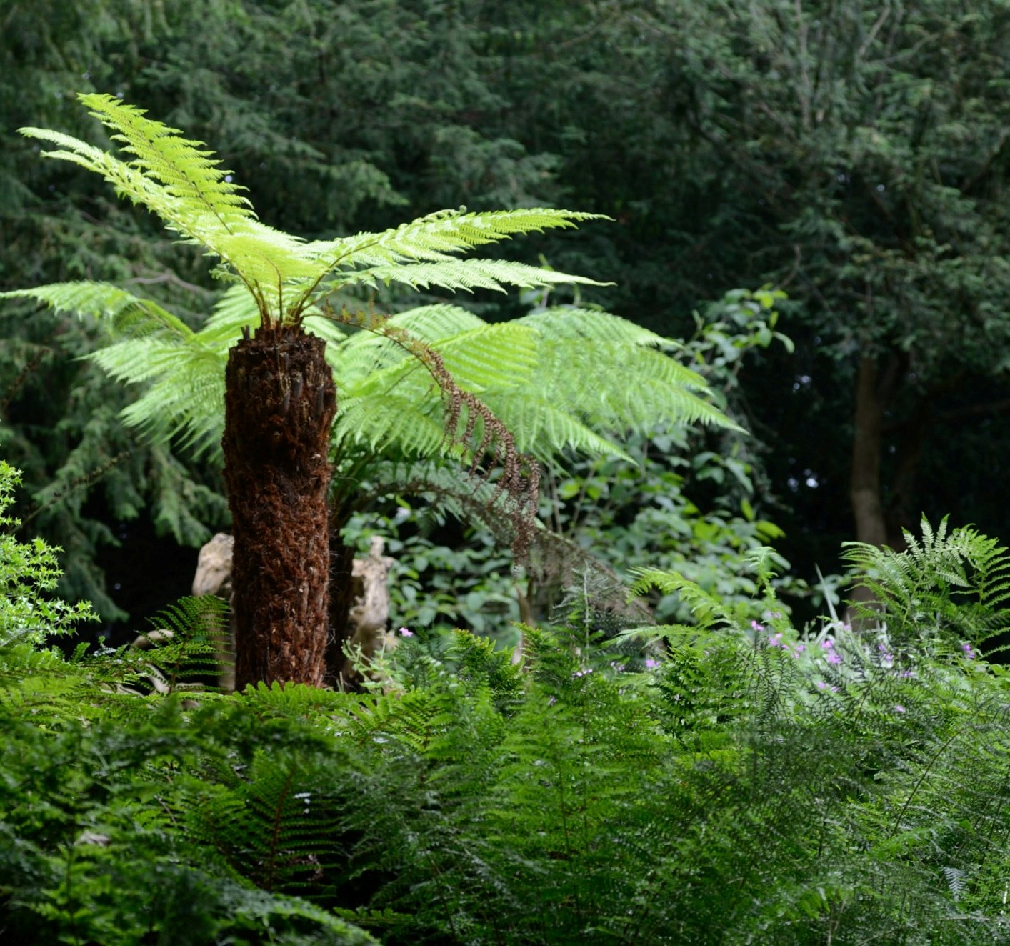 Dicksonia-antarctica