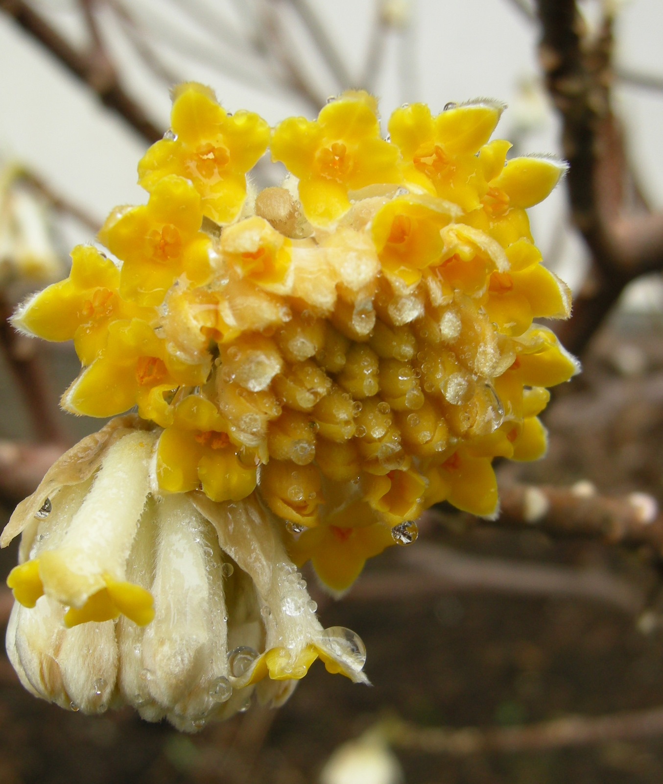 Edgeworthia-chrysantha-Grandiflora