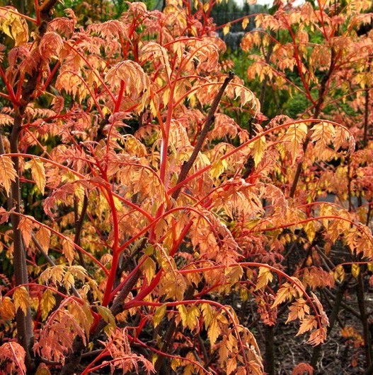 Koelreuteria-paniculata-Coral-Sun