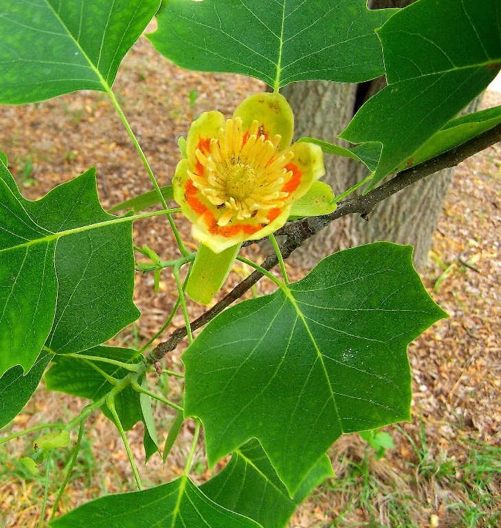 Liriodendron_tulipifera-fastig