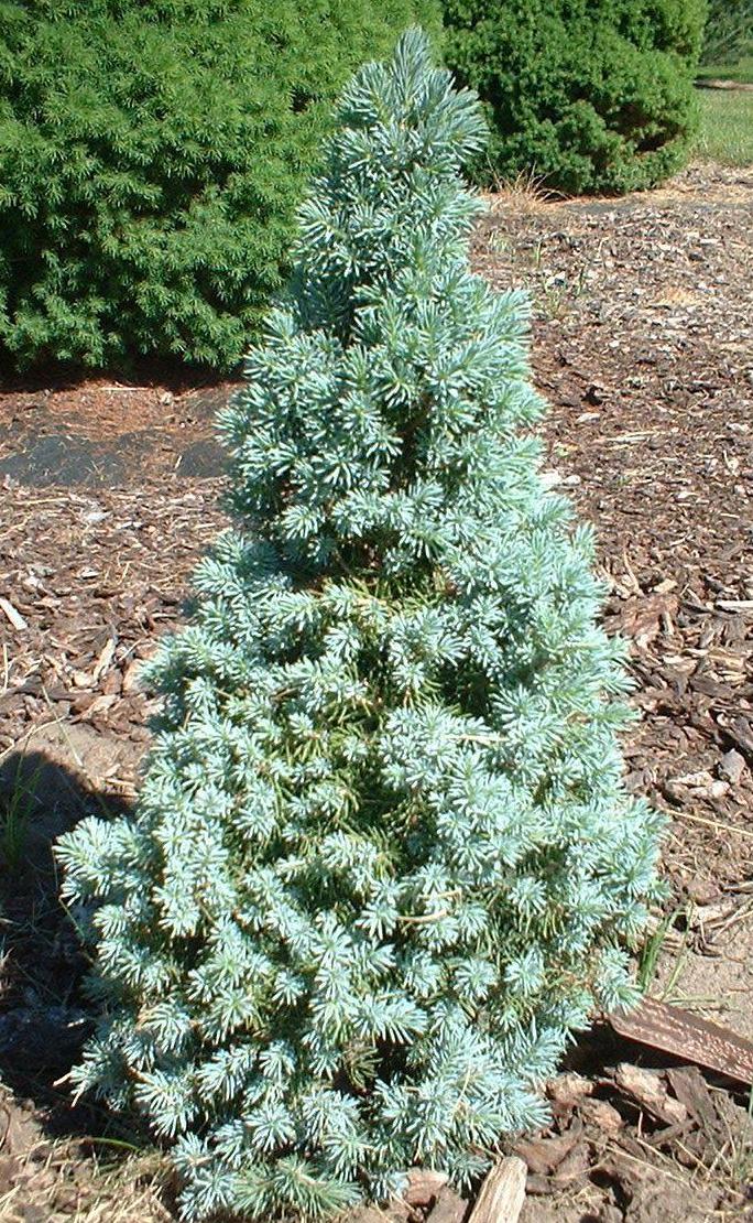 Picea-glauca-Sanders-Blue