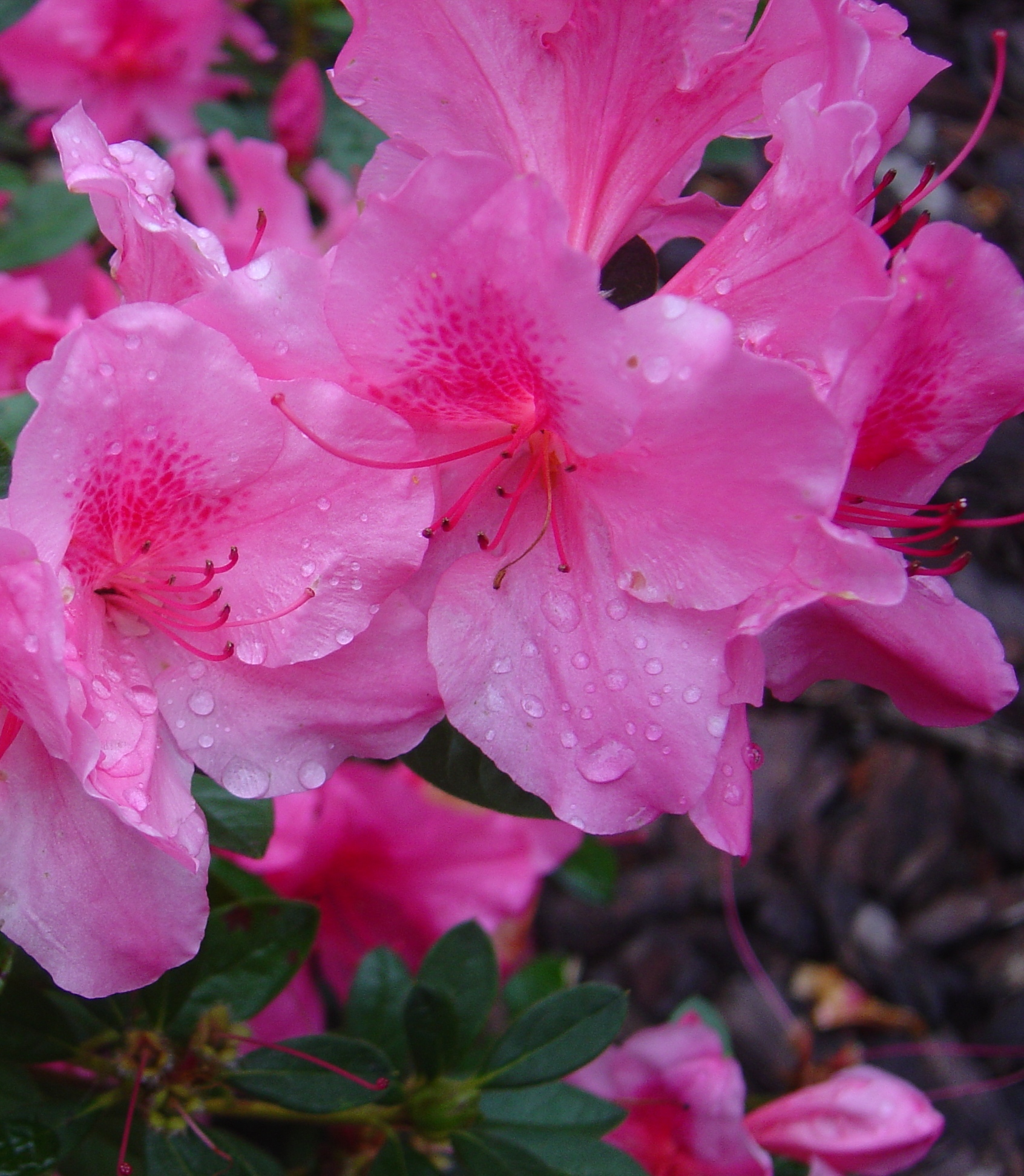 azalea-In-Var