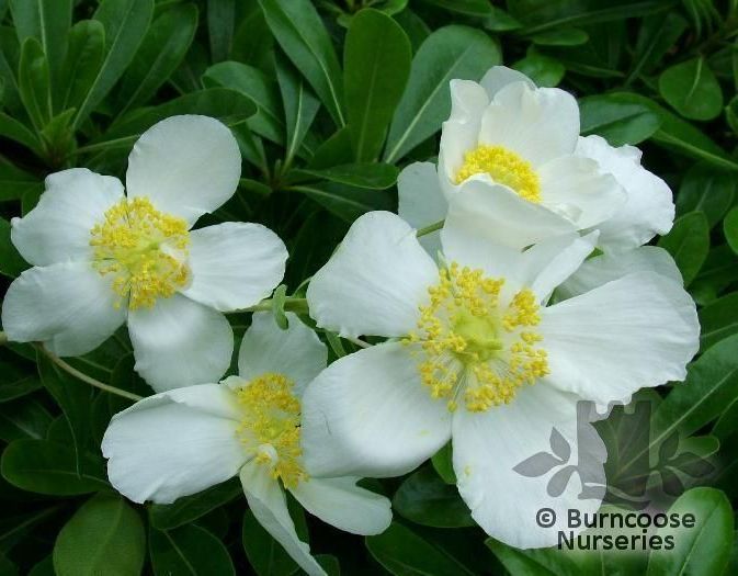 carpenteria_californica_elizabeth_2