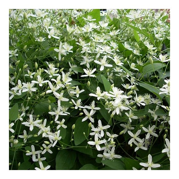 clematis-little-white-charm