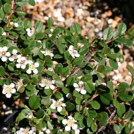cotoneaster-Procumbens-Queen