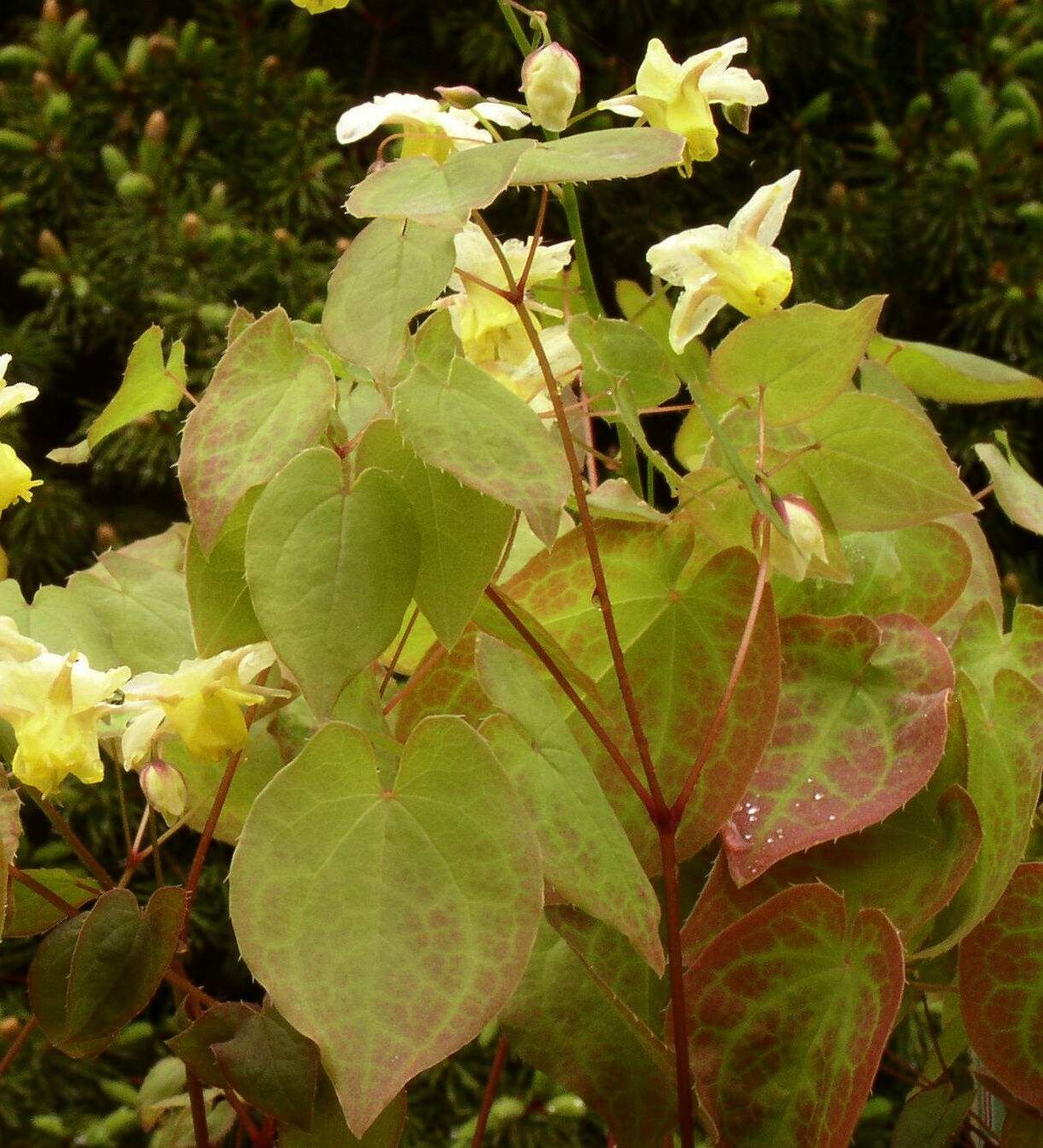 epimediumsulphureum2