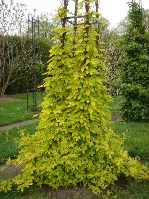 humulus_lupulus_aurea