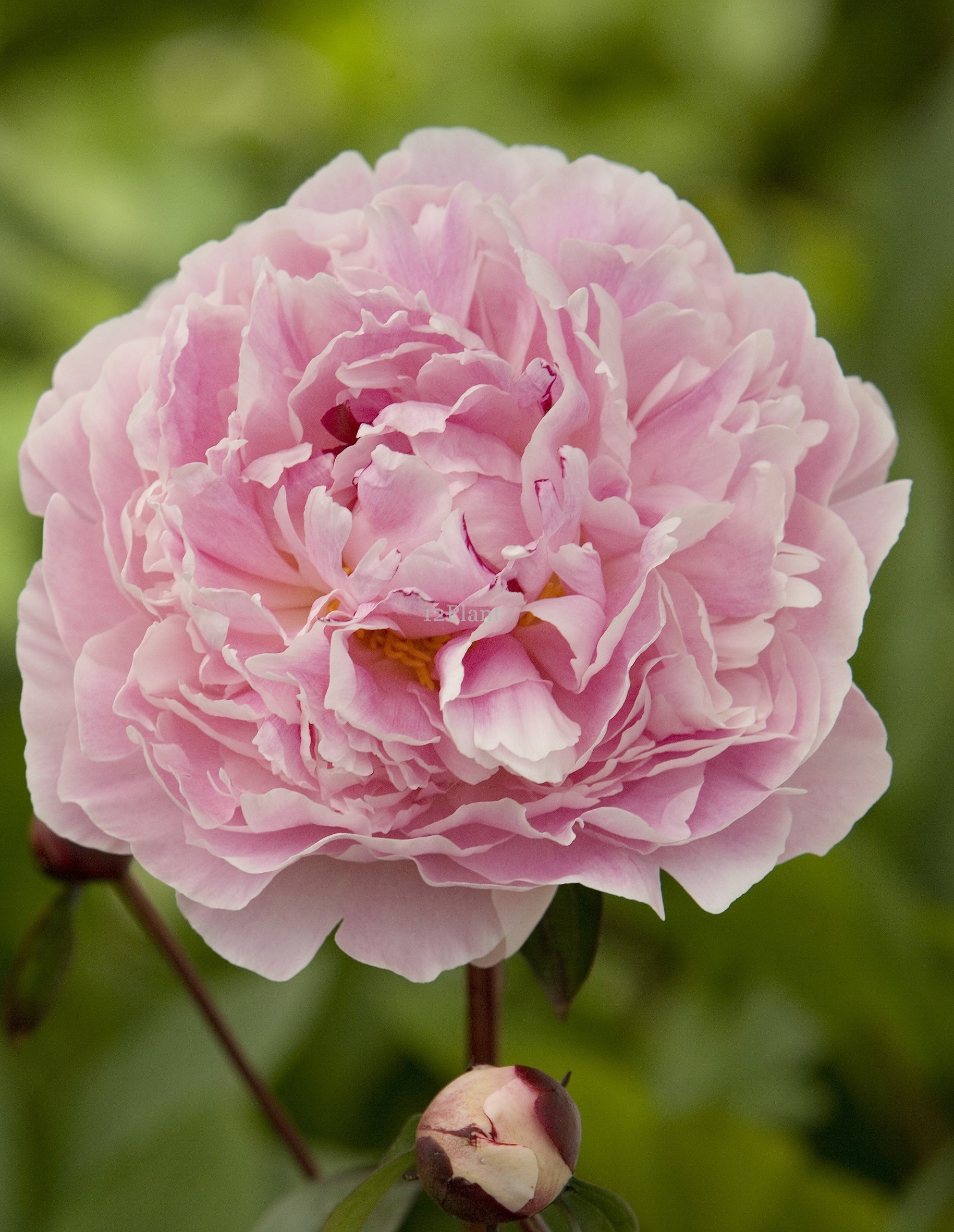 paeonia_sarah_bernhardt
